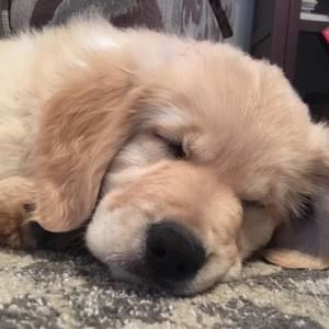 Meet your Posher, Tara